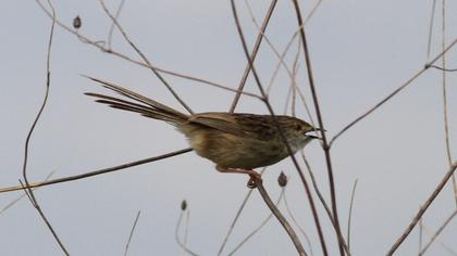 Dikkuyruklu ötleğen