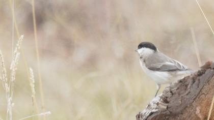 Akyanaklı baştankara