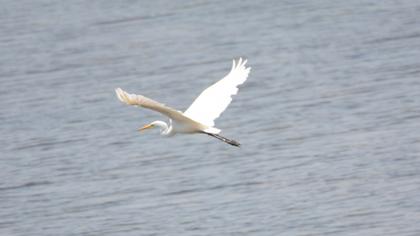 Büyük ak balıkçıl