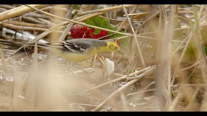 Sarıbaşlı kuyruksallayan