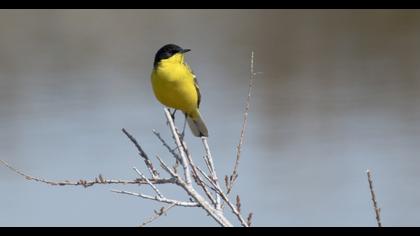 Sarı kuyruksallayan