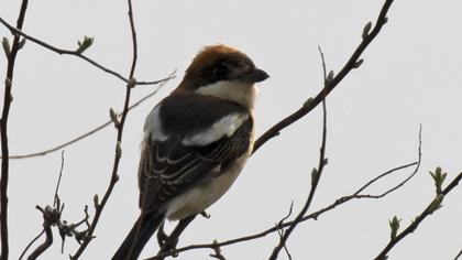 Kızılbaşlı örümcekkuşu