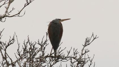 Erguvani balıkçıl