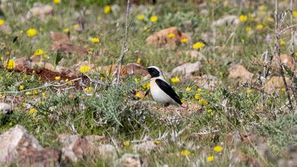 Karakulaklı kuyrukkakan
