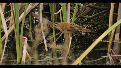 Kındıra kamışçını
