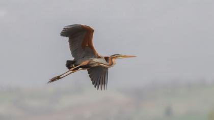 Erguvani balıkçıl