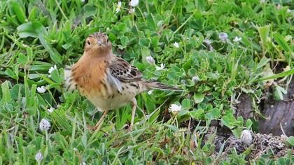 Kızılgerdanlı incirkuşu