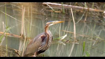 Purple Heron