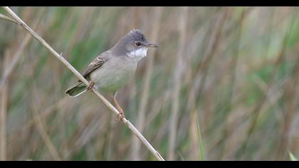 Akgerdanlı ötleğen