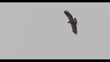 Küçük orman kartalı