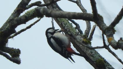 Orman alaca ağaçkakanı