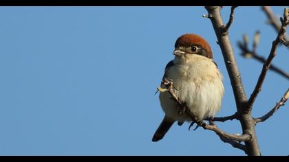 Kızılbaşlı örümcekkuşu
