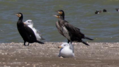 Büyük karabaş martı