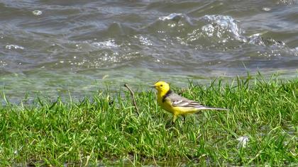 Sarıbaşlı kuyruksallayan