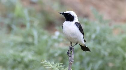 Karakulaklı kuyrukkakan