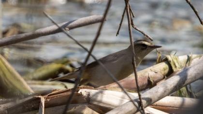 Kındıra kamışçını
