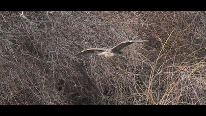 Erguvani balıkçıl