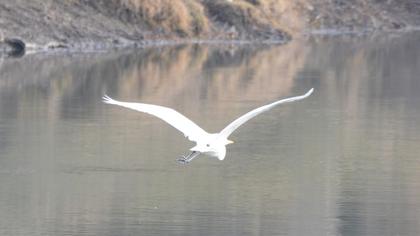 Büyük ak balıkçıl