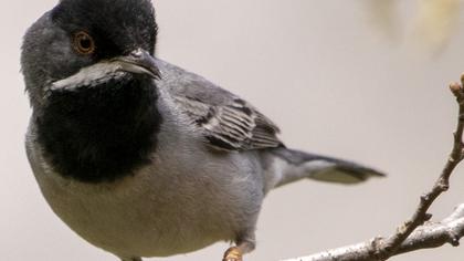 Karaboğazlı ötleğen