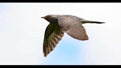 Common Cuckoo