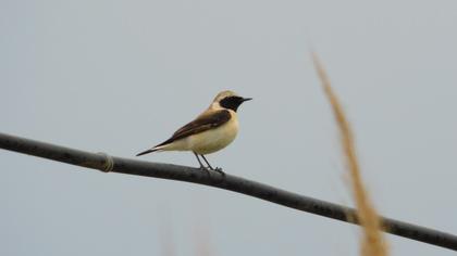 Karakulaklı kuyrukkakan