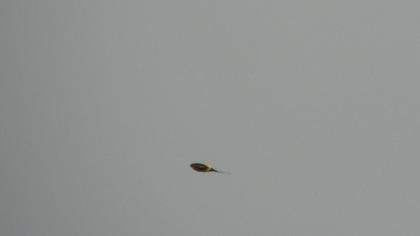 Kızıl kırlangıç