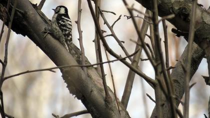 Küçük ağaçkakan