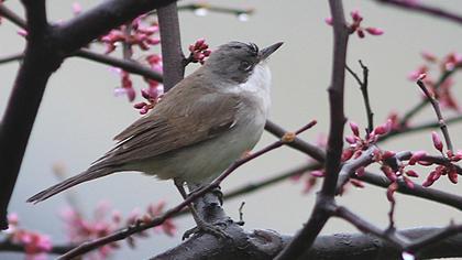 Küçük akgerdanlı ötleğen