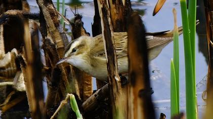 Kındıra kamışçını