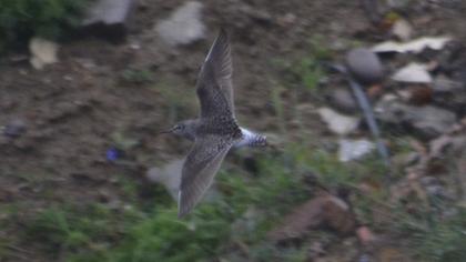 Orman düdükçünü