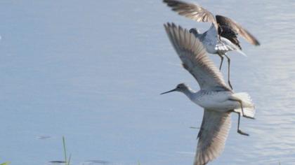 Bataklık düdükçünü