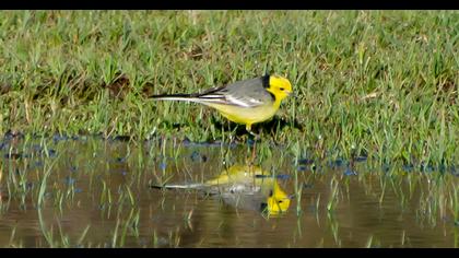 Sarıbaşlı kuyruksallayan