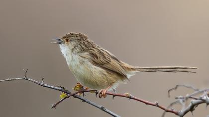 Dikkuyruklu ötleğen