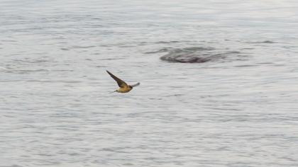 Kızıl kırlangıç