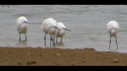 Küçük ak balıkçıl