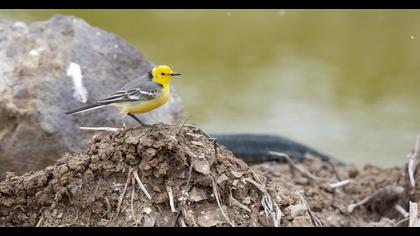 Sarıbaşlı kuyruksallayan
