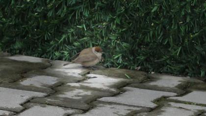 Karabaşlı ötleğen