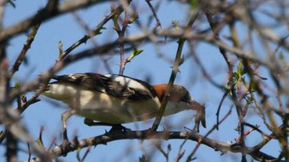 Kızılbaşlı örümcekkuşu