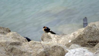 Kızıl kırlangıç