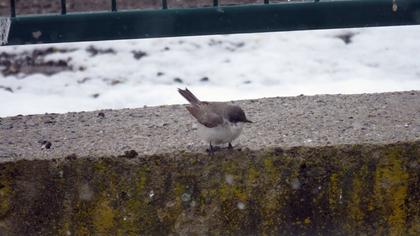 Küçük akgerdanlı ötleğen