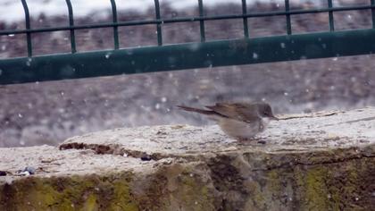 Akgerdanlı ötleğen