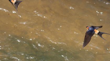 Kızıl kırlangıç