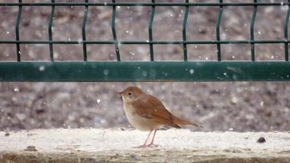 Common Nightingale