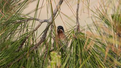 Bıyıklı ötleğen