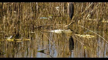 Erguvani balıkçıl