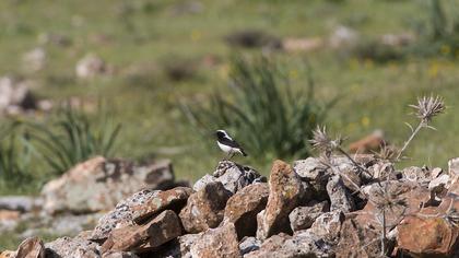 Aksırtlı kuyrukkakan