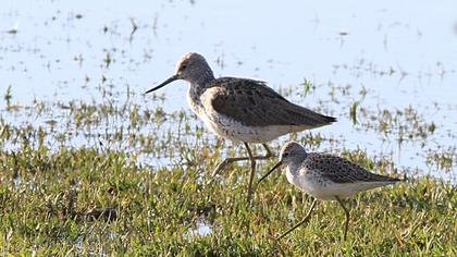 Bataklık düdükçünü