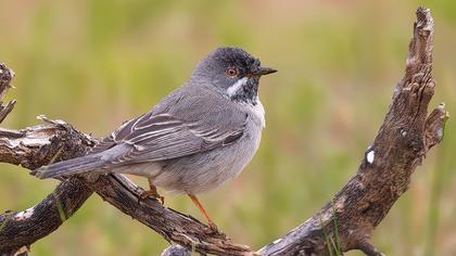 Karaboğazlı ötleğen