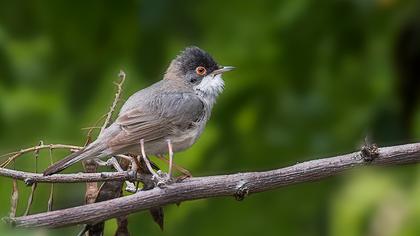 Pembegöğüslü ötleğen