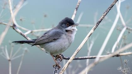 Pembegöğüslü ötleğen